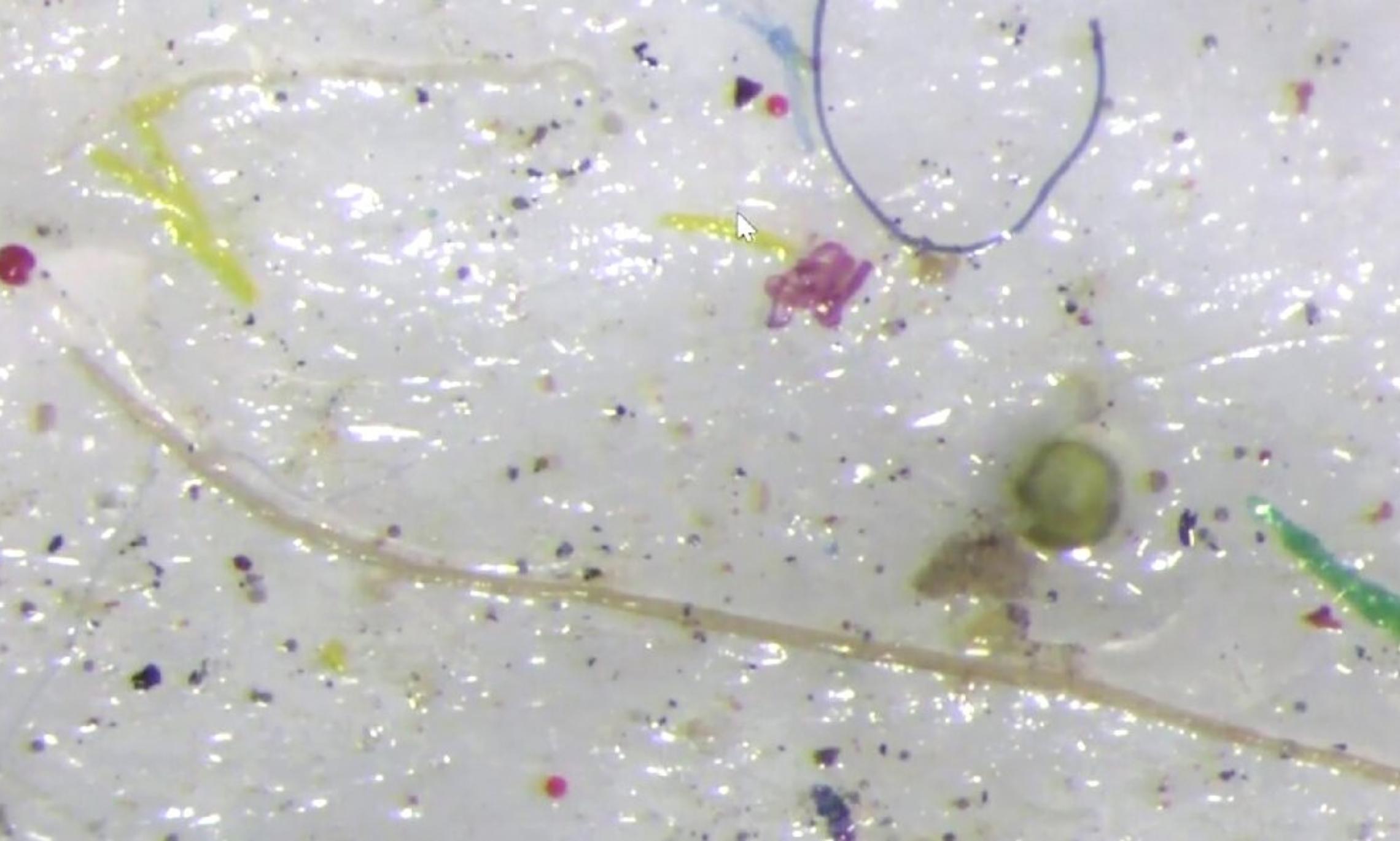 Микропластик, обнаруженный во льдах Арктики. Фото Canada's Department of Fisheries and Oceans.