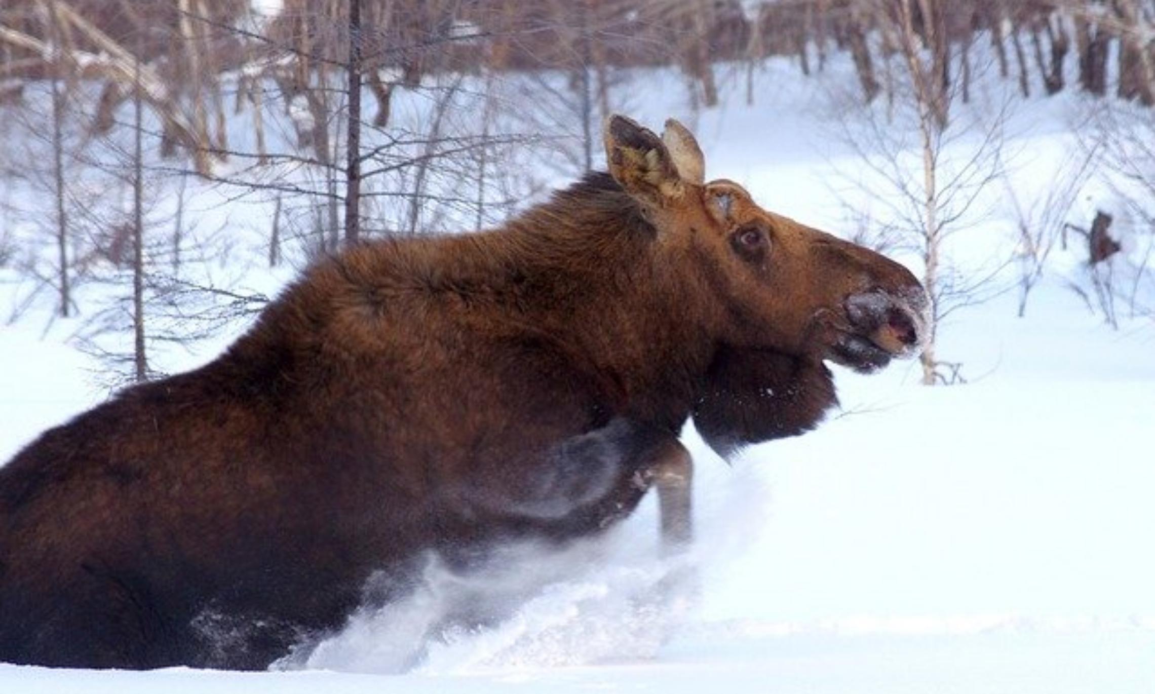 На лося пойду. Сохатый Лось Байкал. Лось зимой. Охота на лося в Томской области.
