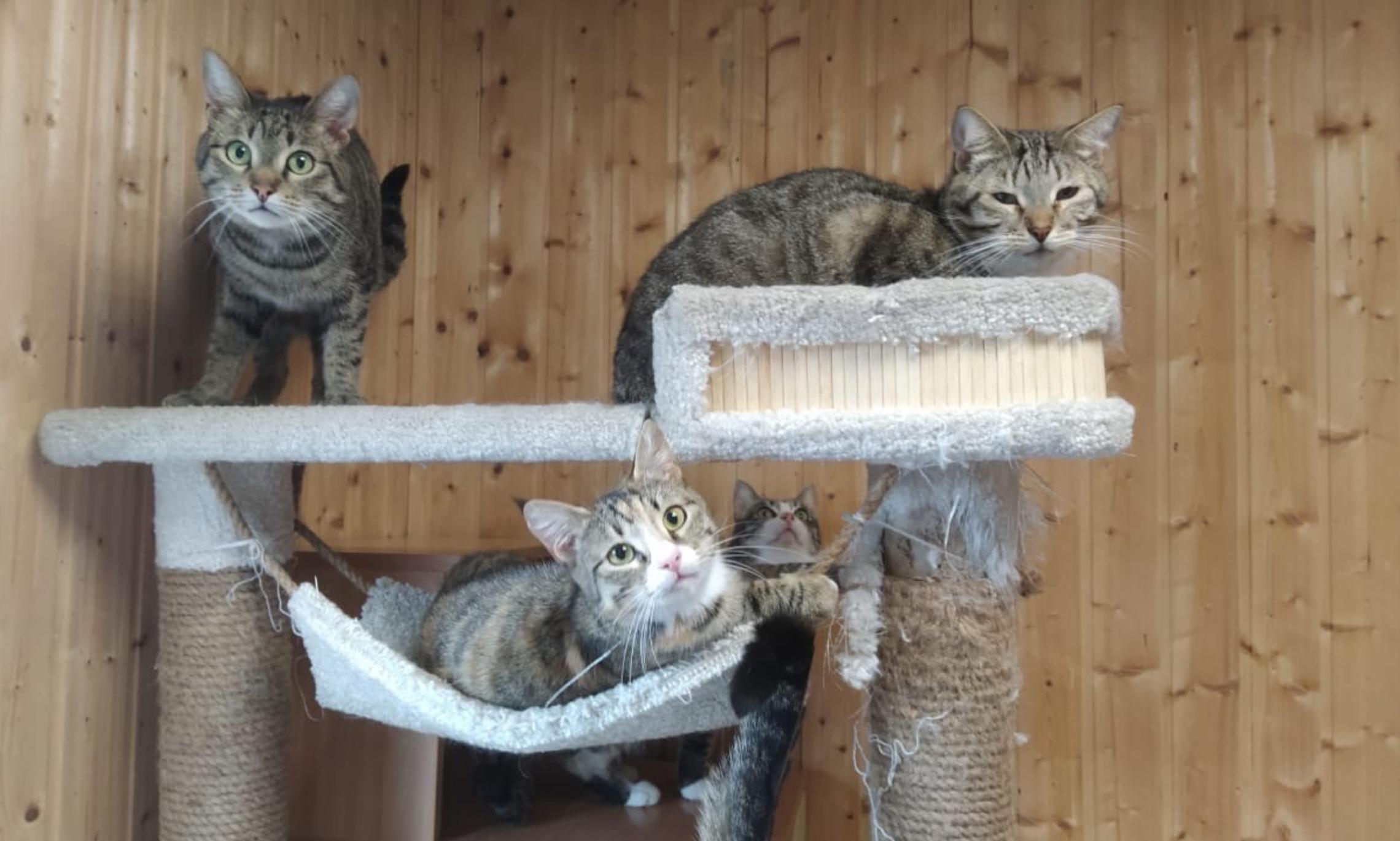 Кошки, живущие в приюте. Фото из архива Елены Зубовой.