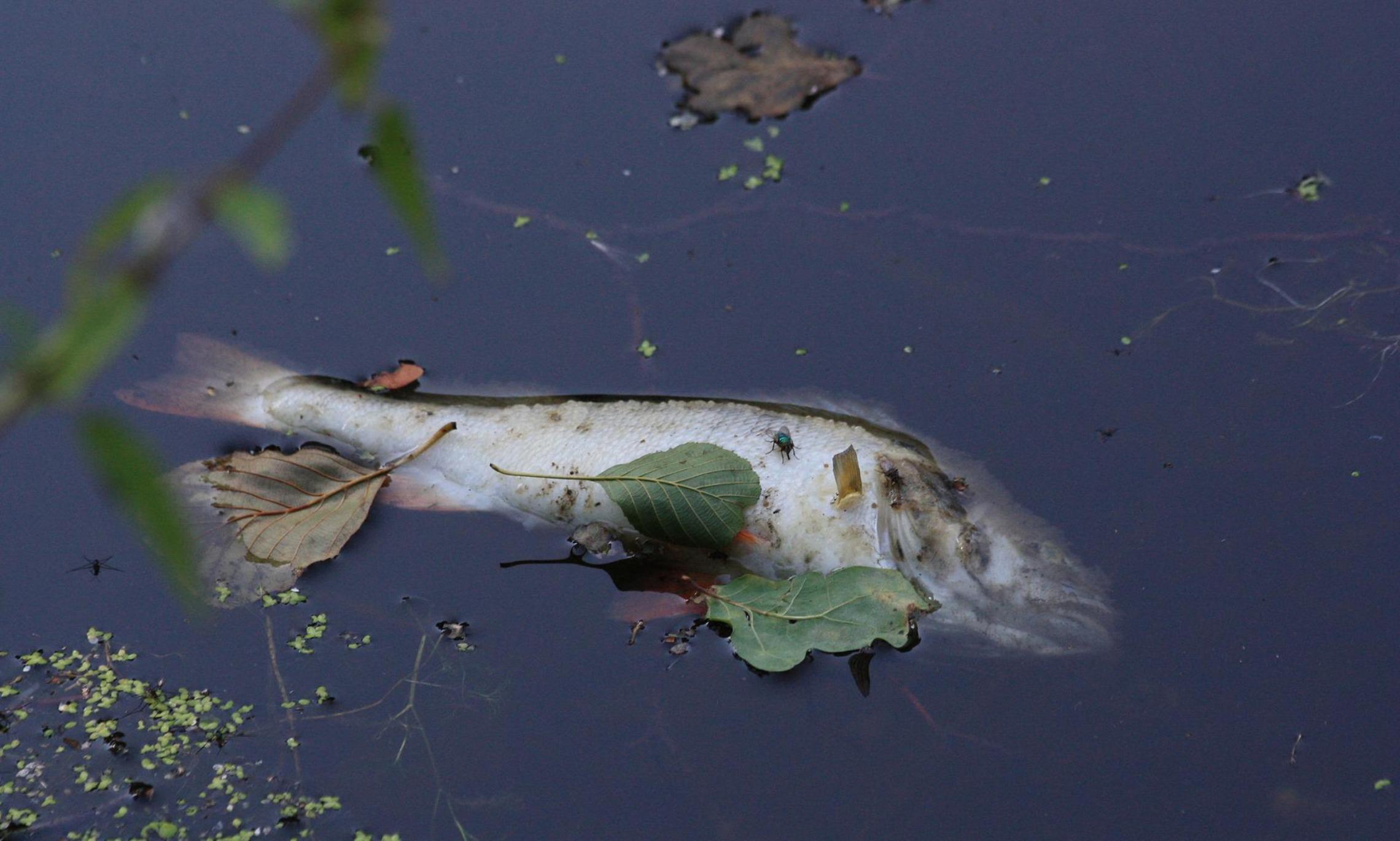 Рыба в грязной воде. Река Амба Новосибирская. Рыбы в загрязненных водоемах. Рыбы в водоеме.